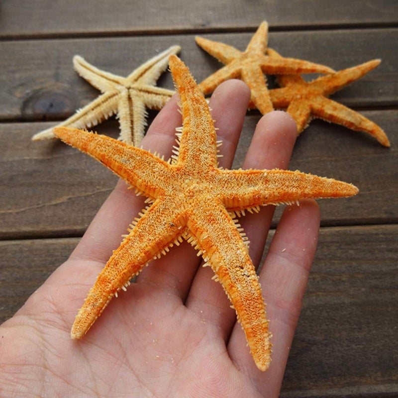 LGEGE 12 Extra Large Size Starfish - Tan Flat Sea Stars (3.3" - 4.3" / 85-110 mm), Beach Crafts, Wedding Invitations - Image 4
